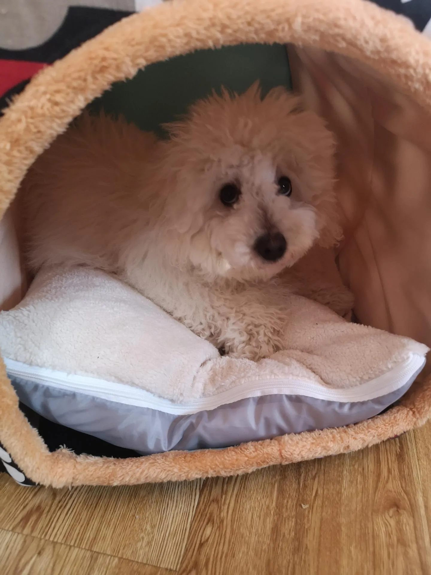 Foldable Dog Bed Pet House Sofa Nest