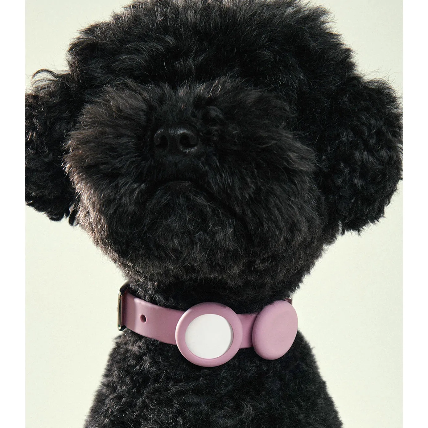 frank green Lilac Haze Dog Safety Light Large^^^