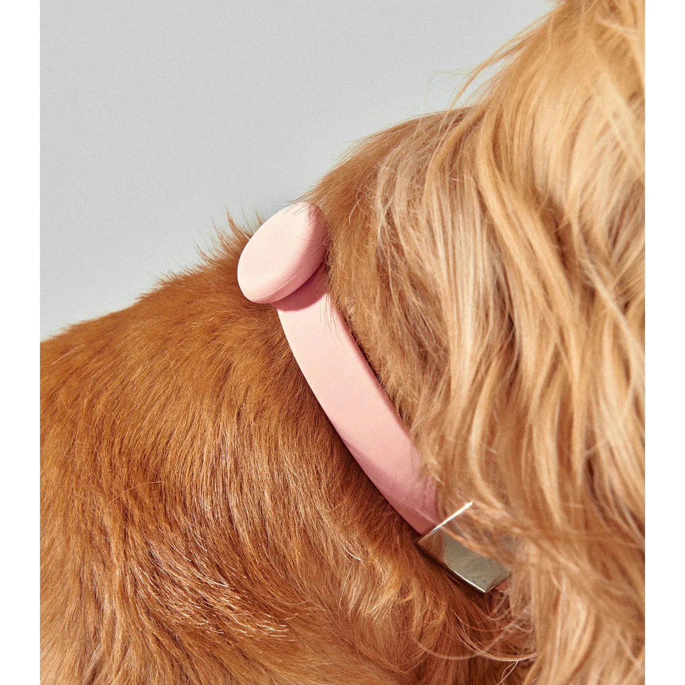 frank green Lilac Haze Dog Safety Light Large^^^
