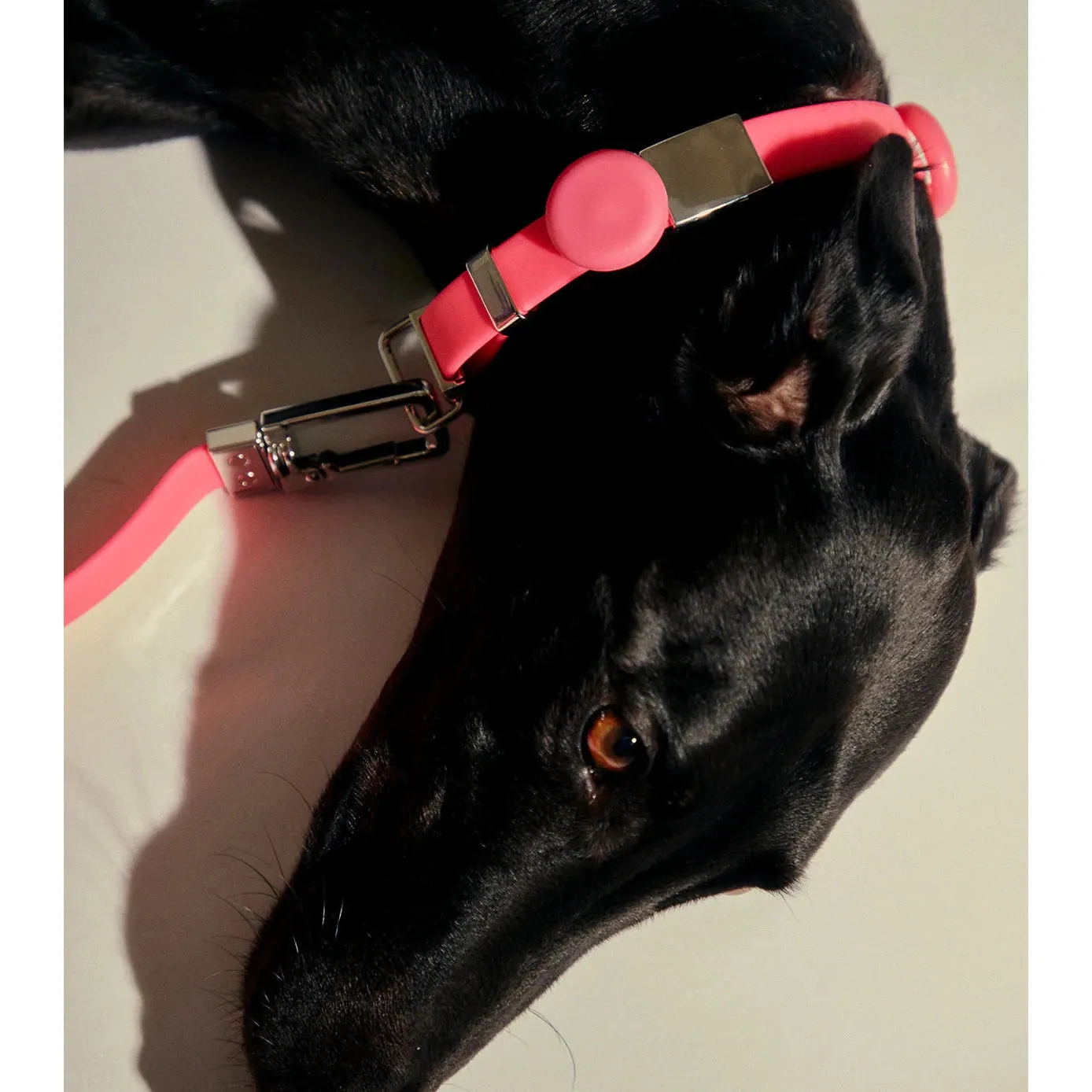 frank green Lilac Haze Dog Safety Light Large^^^