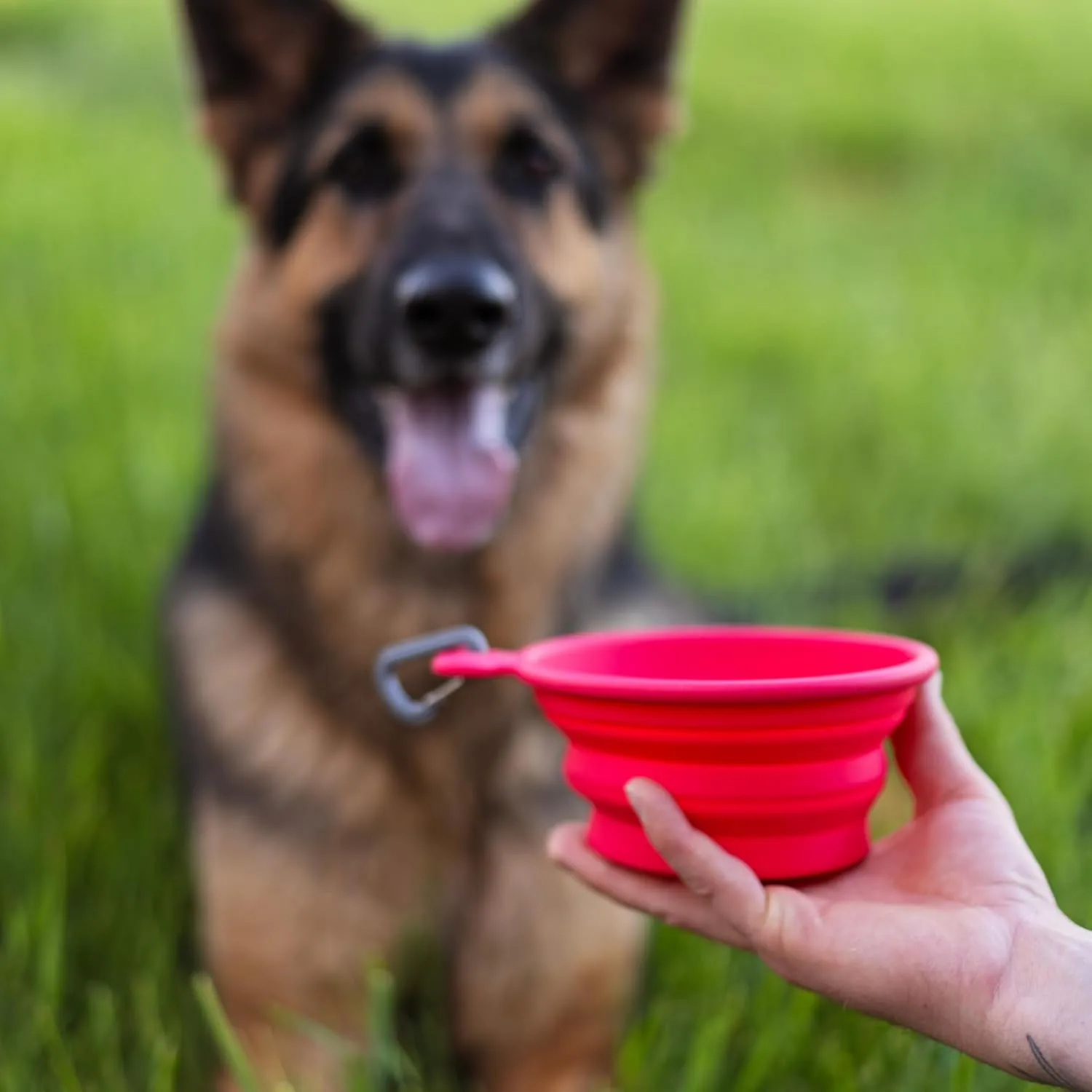 Messy Mutts Silicone Collapsible Bowl | Pet Travel Necessity | Portable Water or Food Dish | Pop Up Watering Bowl | Camping, Hiking, Walking Accessory | Small, 1.75 Cups | Watermelon