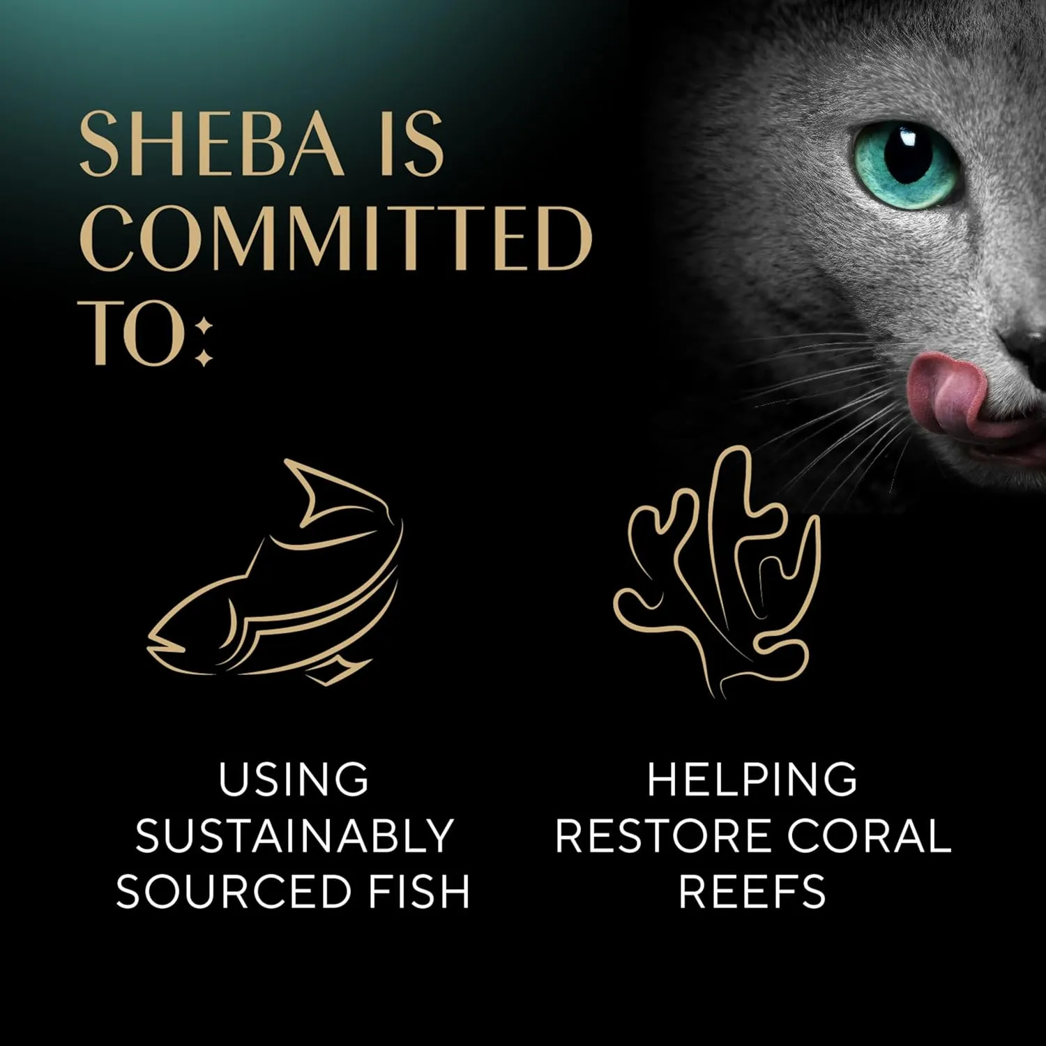 Sheba Perfect Portions Wet Cat Food Pate, Savory Chicken Entree, Roasted Turkey Entree, and Tender Beef Entree Variety Pack, 2.6 oz. Twin Pack Trays (24 Count, 48 Servings)