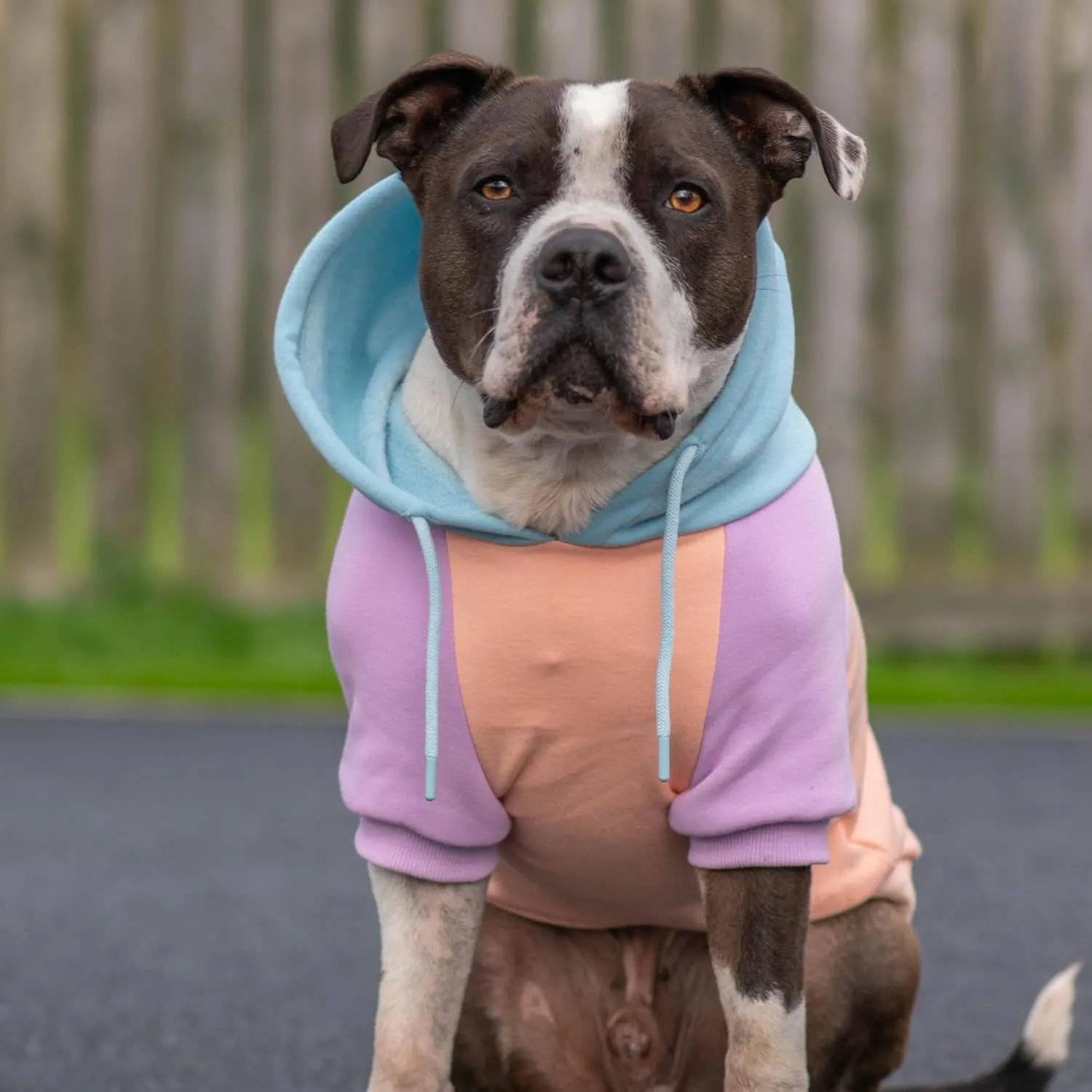 Spark Paws Dog Hoodie - Premium Quality, Buttery Soft, Superior Comfort and Fit, Calming Fleece Interior, Suitable for All Breeds - Cotton Candy - M