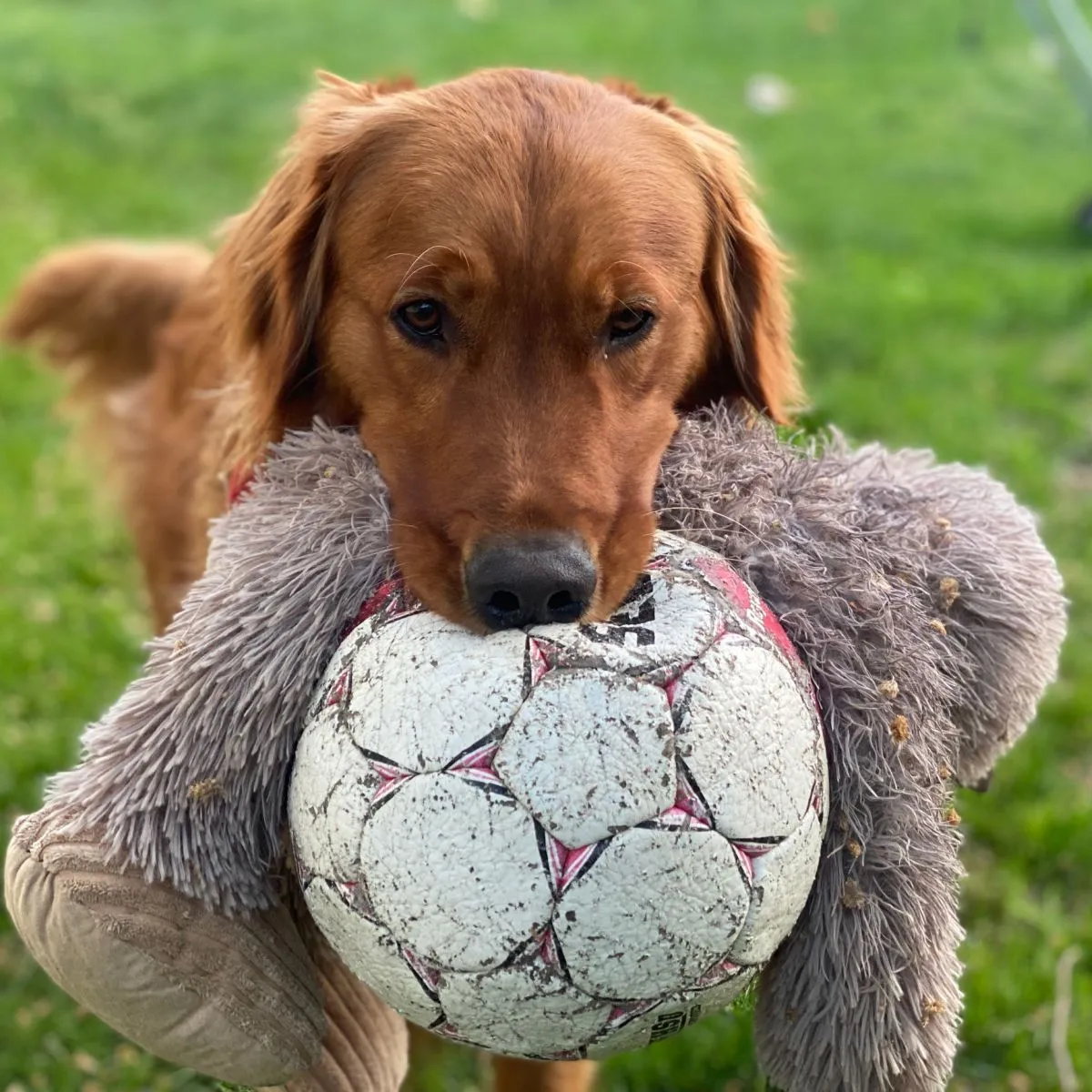 Tall Tails Dog Toy Real Feel Big Foot